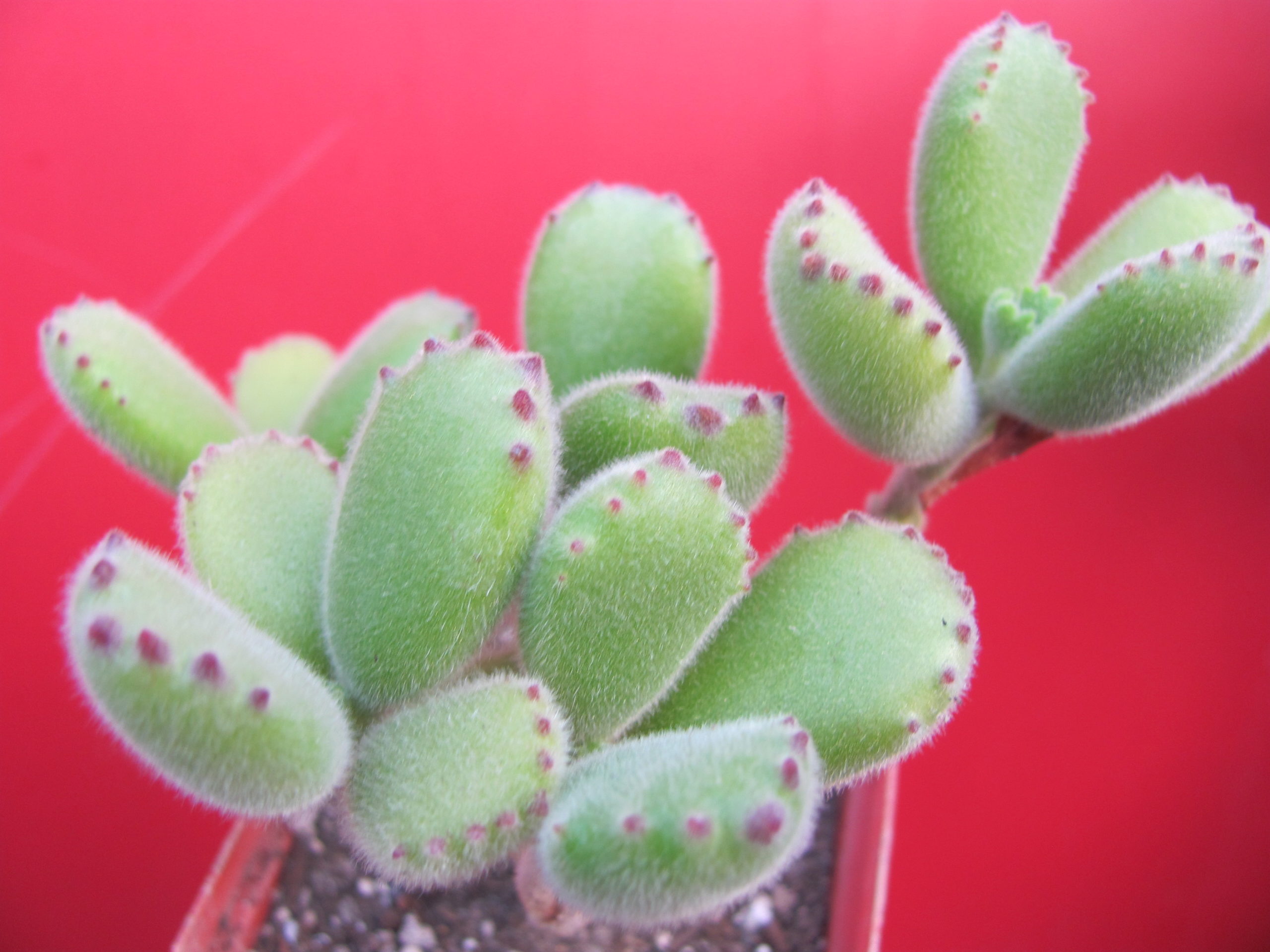 Cotyledon tomentosa