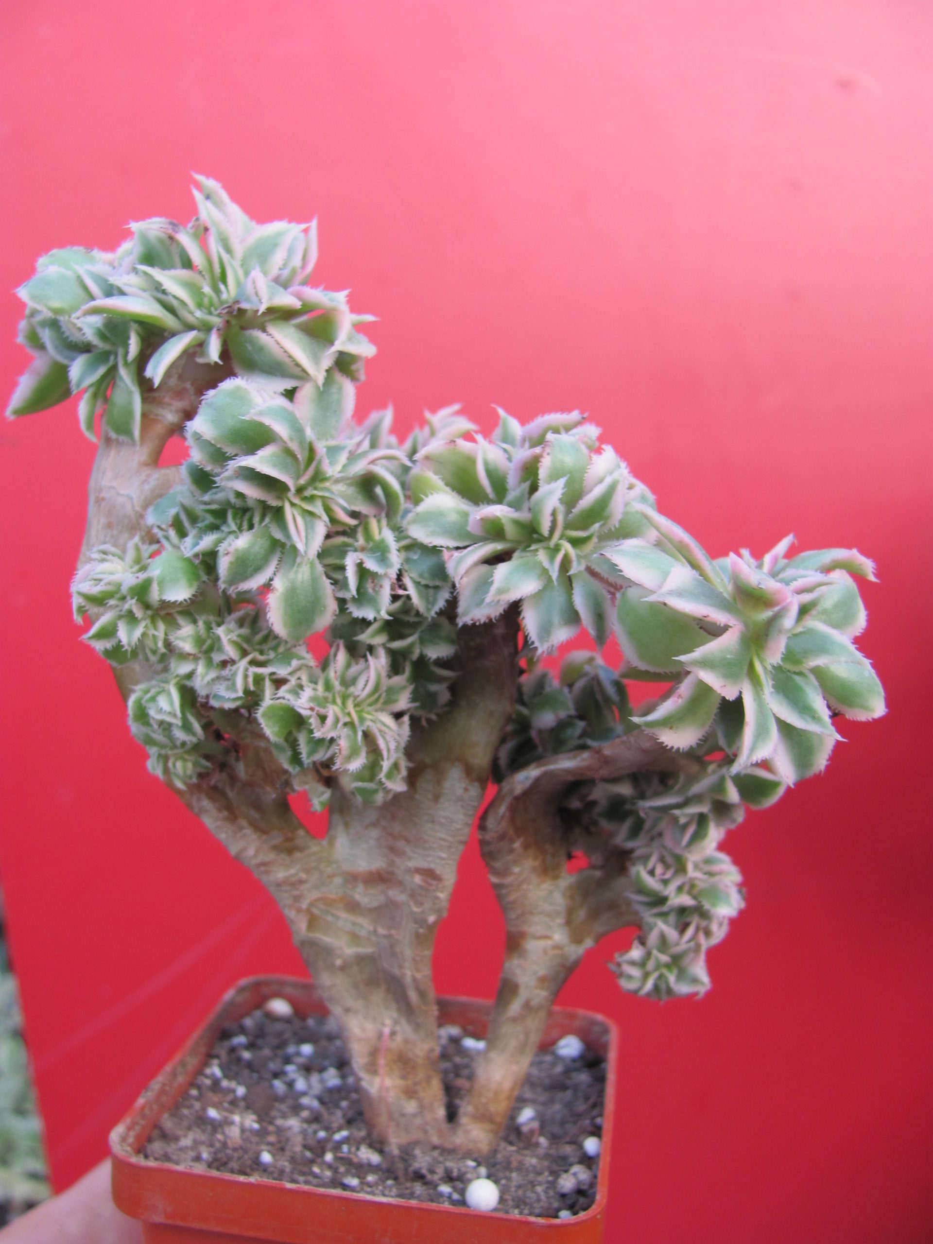 Aeonium Sunburst variegata