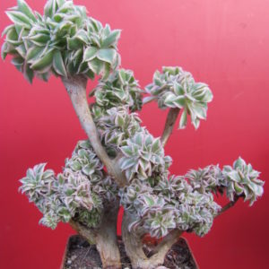 Aeonium Sunburst variegata
