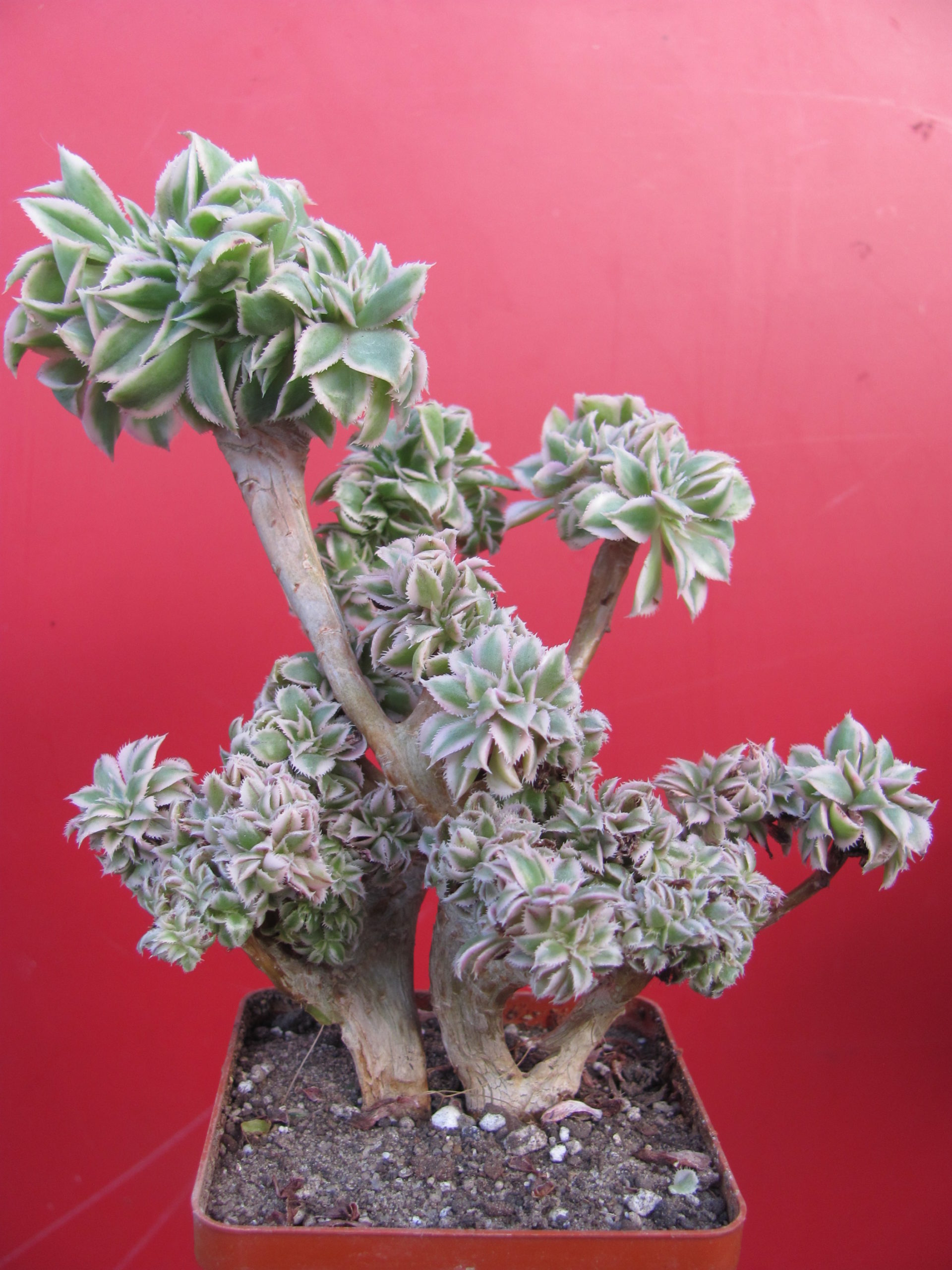 Aeonium Sunburst variegata
