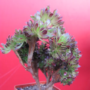 Aeonium cristata