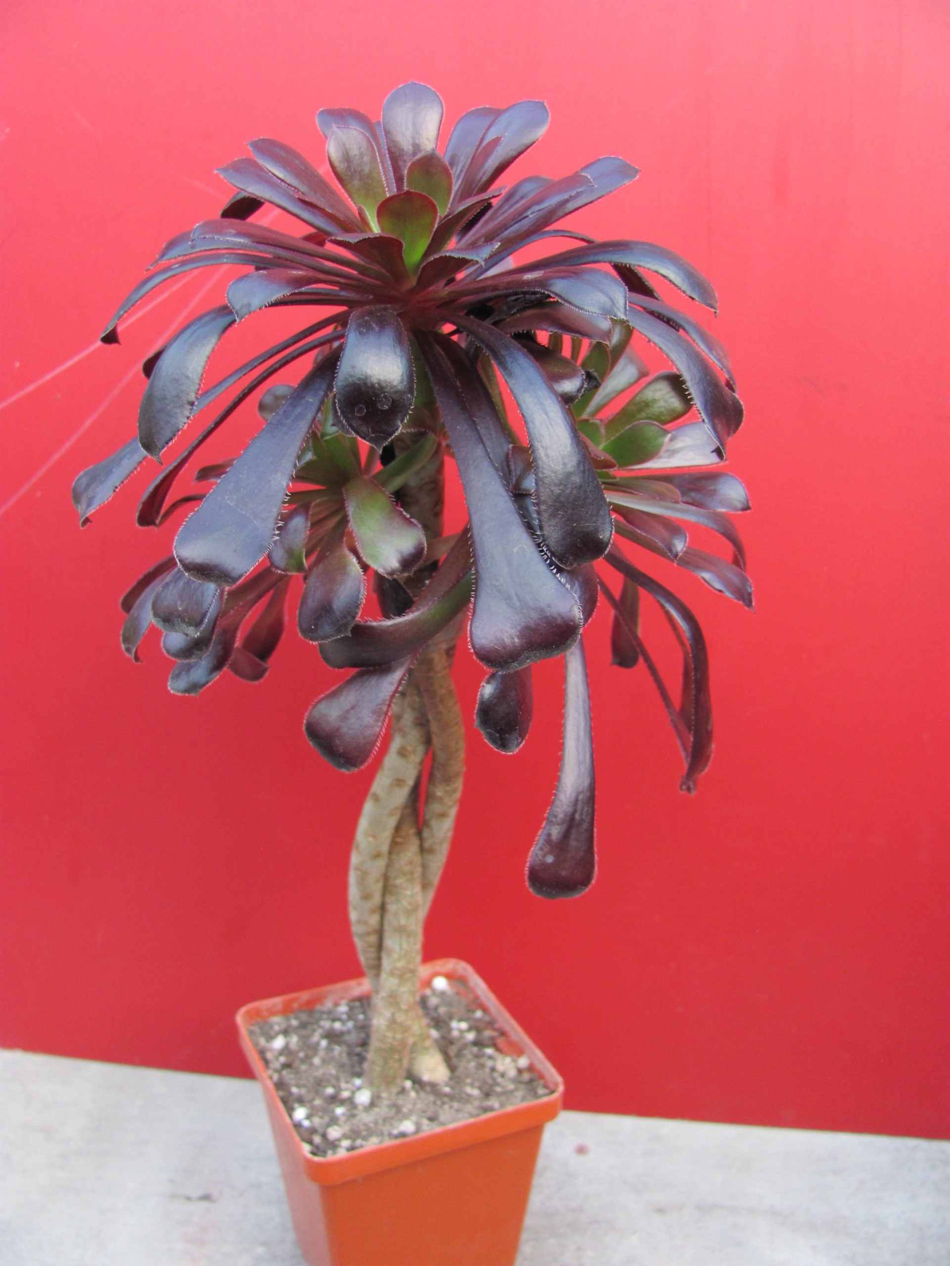 Aeonium shwarzkopf