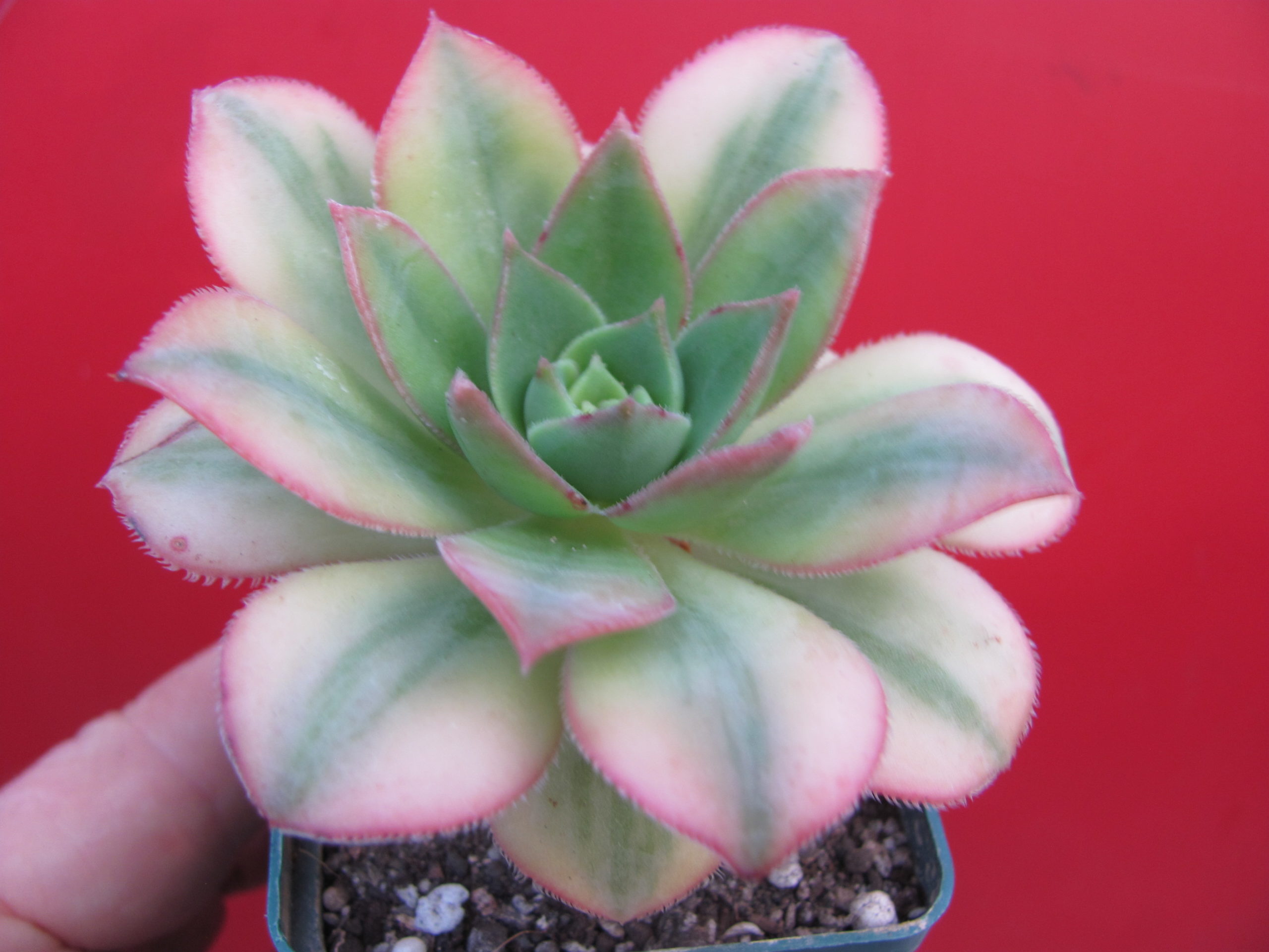 Aeonium Florescens variegata