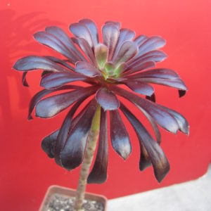 Aeonium schwarzkopf