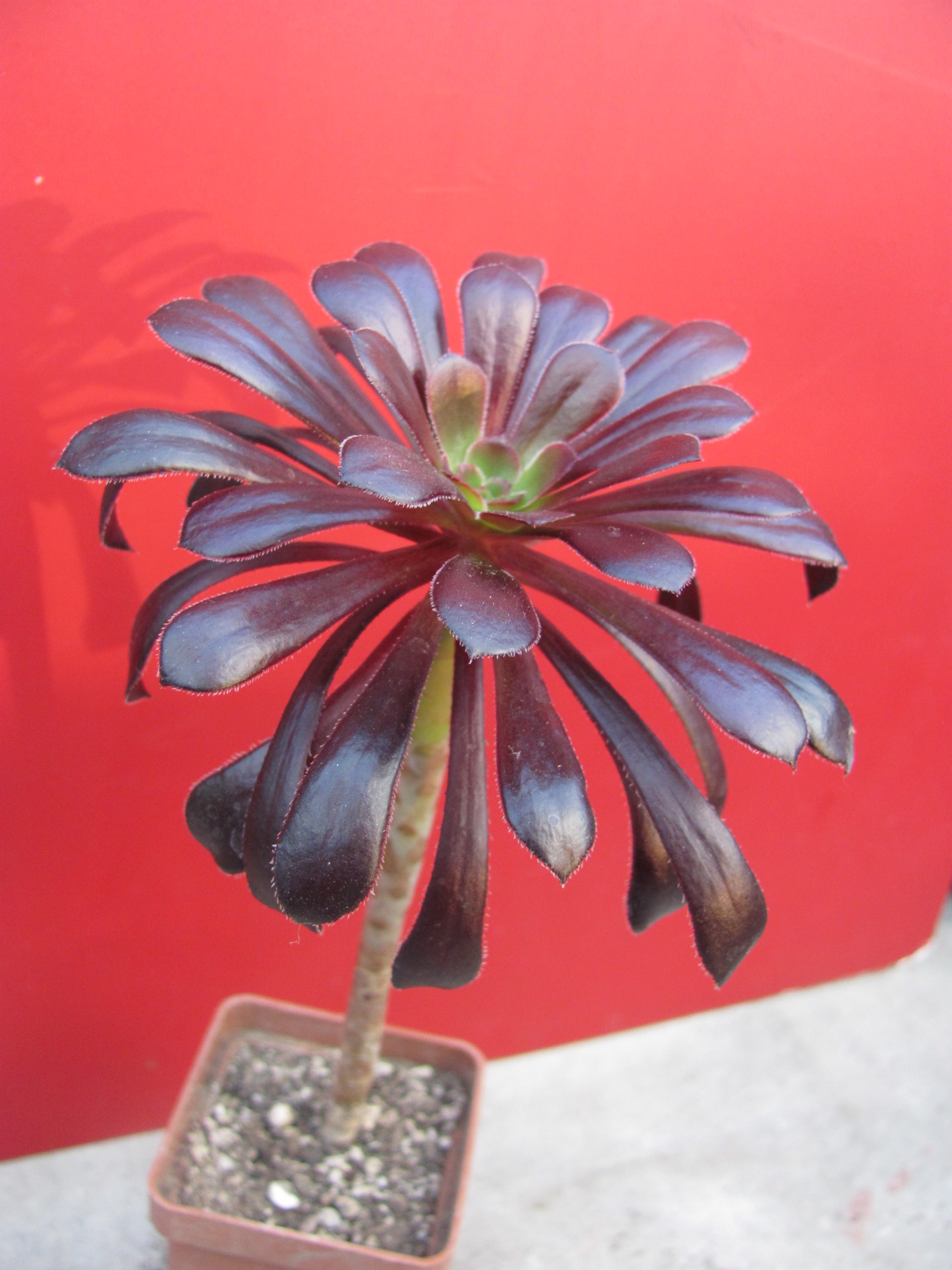 Aeonium schwarzkopf