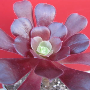 Aeonium Velour