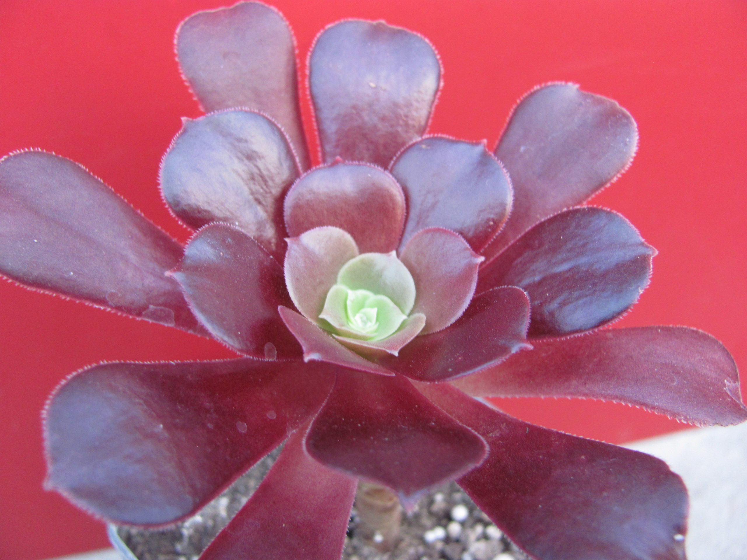 Aeonium Velour