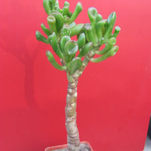 Crassula * Gollum*