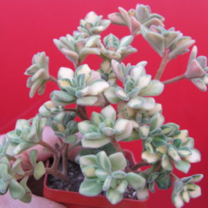 Aeonium  lindleyi variegata