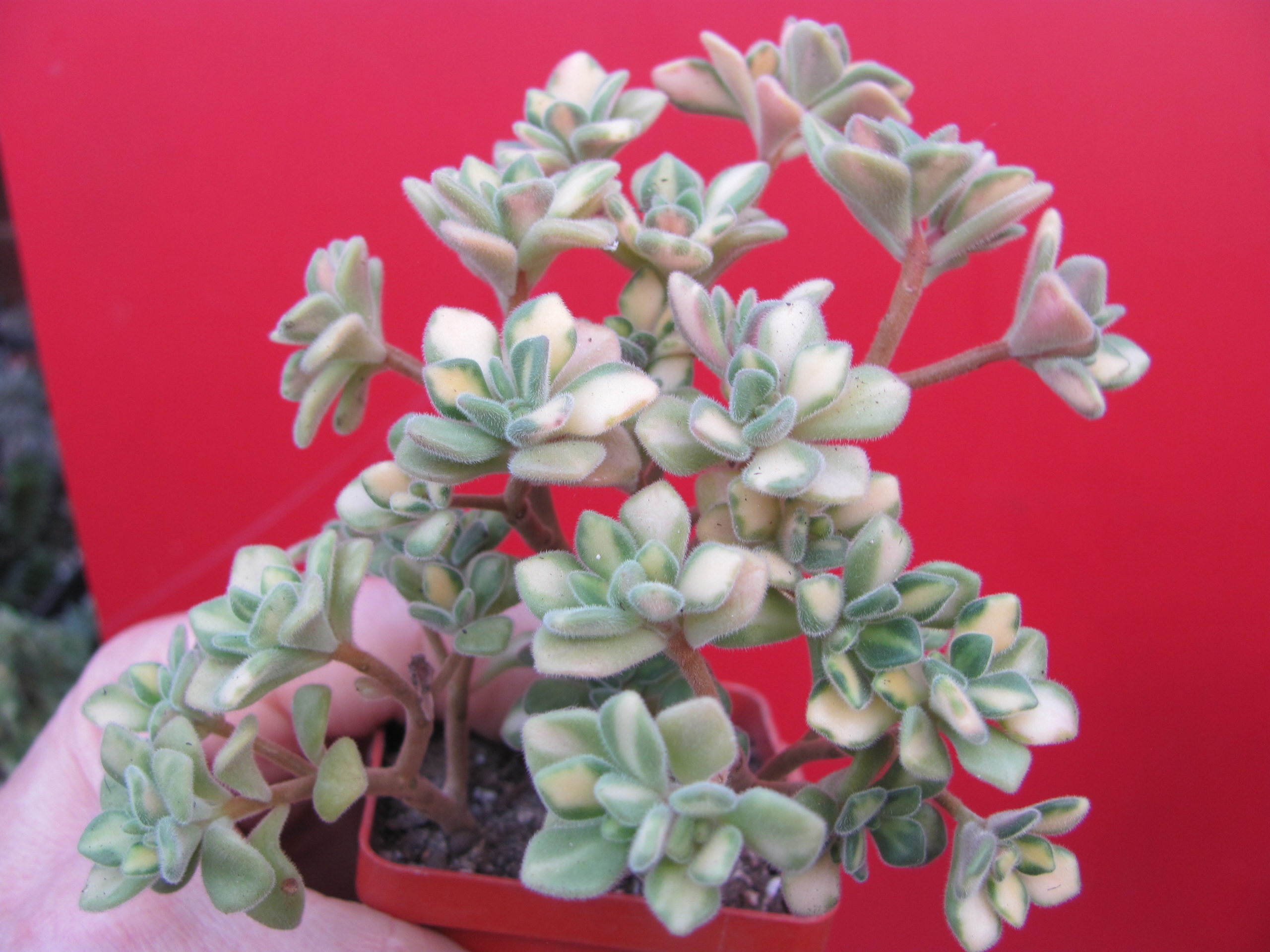 Aeonium  lindleyi variegata