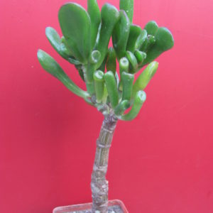 Crassula   Gollum