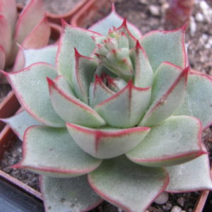 Echeveria Fabiola