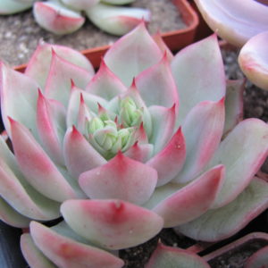 Echeveria   hybr.