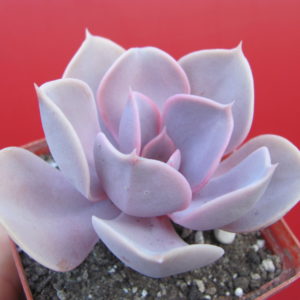 Echeveria  Perle von Nurnberg