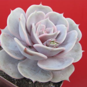 Echeveria   hybr.