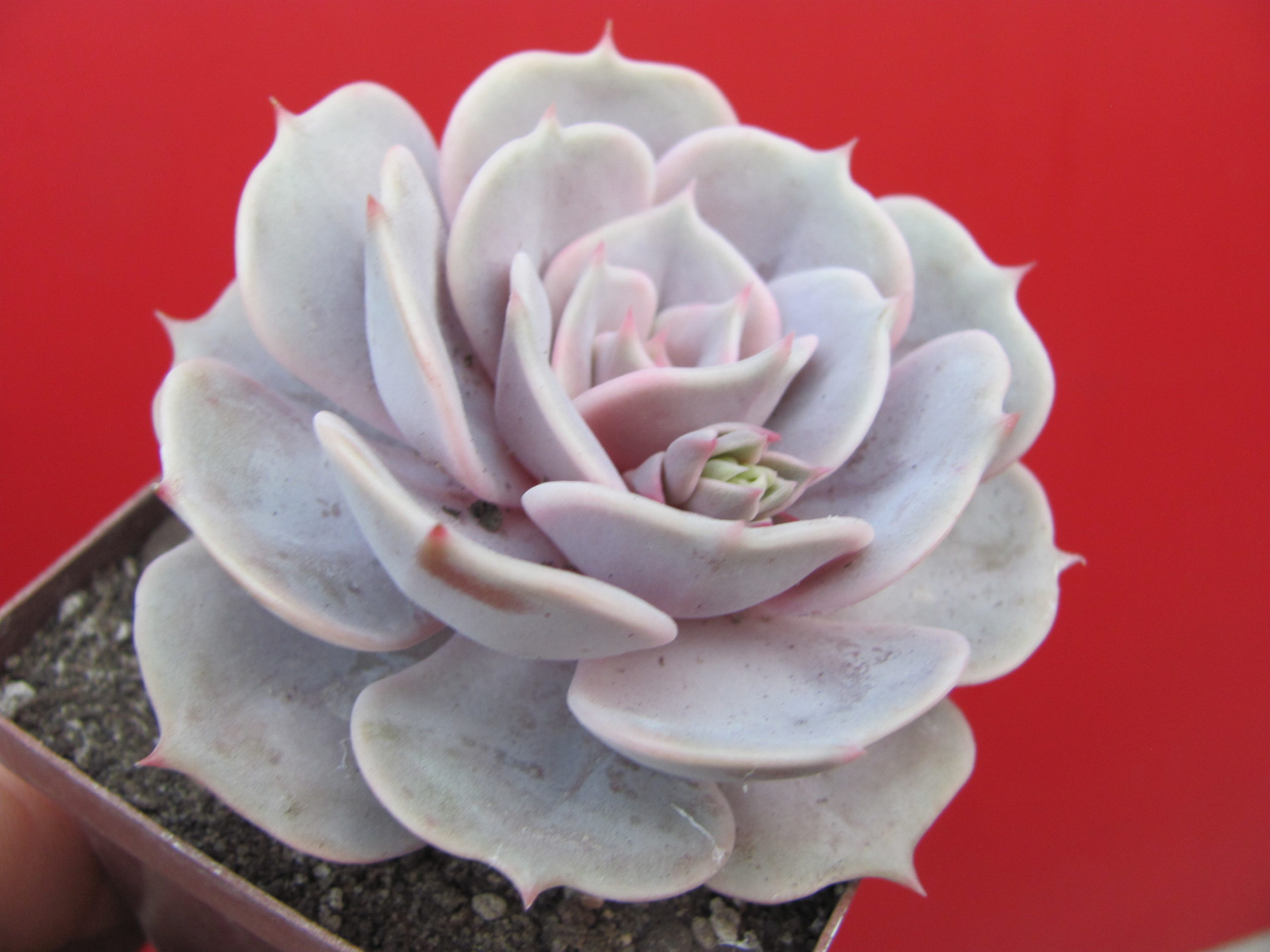 Echeveria   hybr.