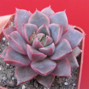 Echeveria  hybr.
