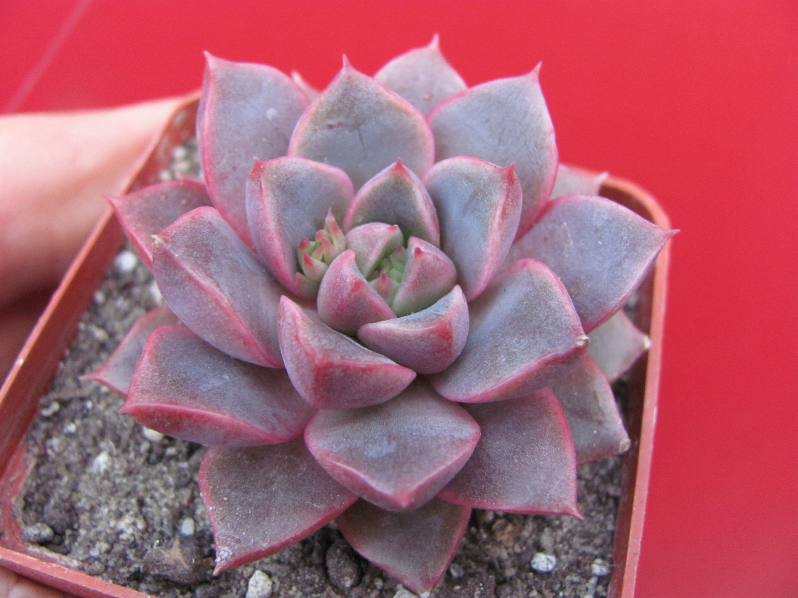 Echeveria  hybr.