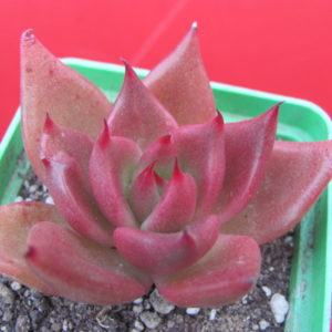 Echeveria  *Bronze Beauty*