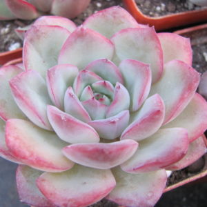 Echeveria Hercules