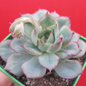Echeveria  hybr.  *Monstr*