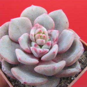 Echeveria  *Jelly Jem*  red