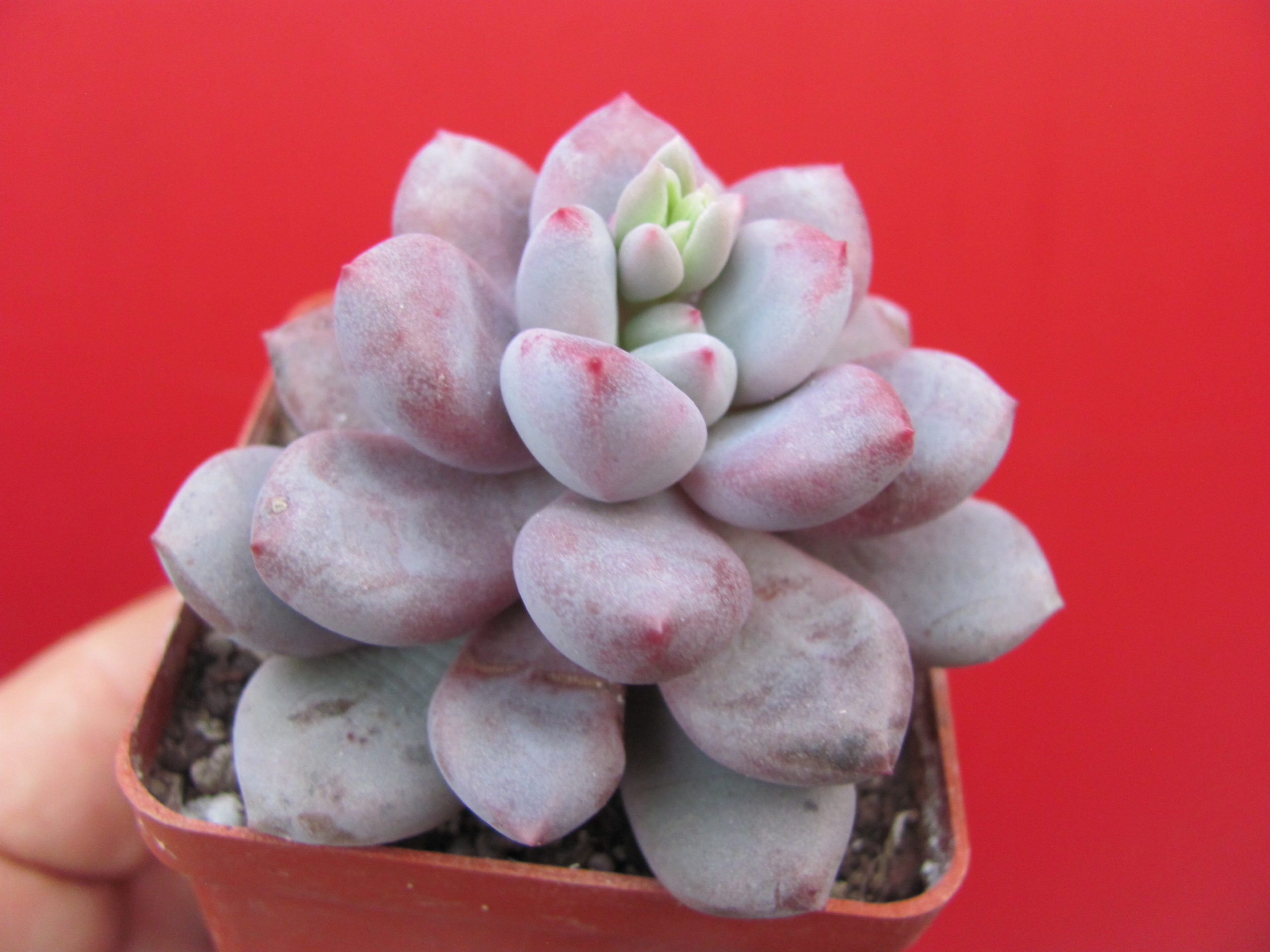 Pachyphytum oviferum   hybr.    #100