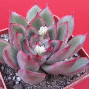 Echeveria
