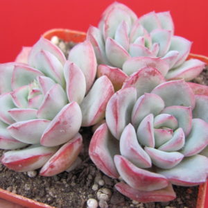 Echeveria  Hercules