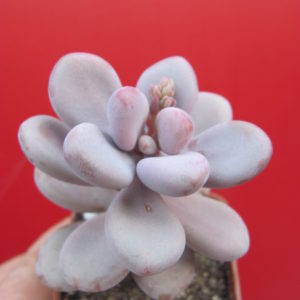 Pachyphytum Pink