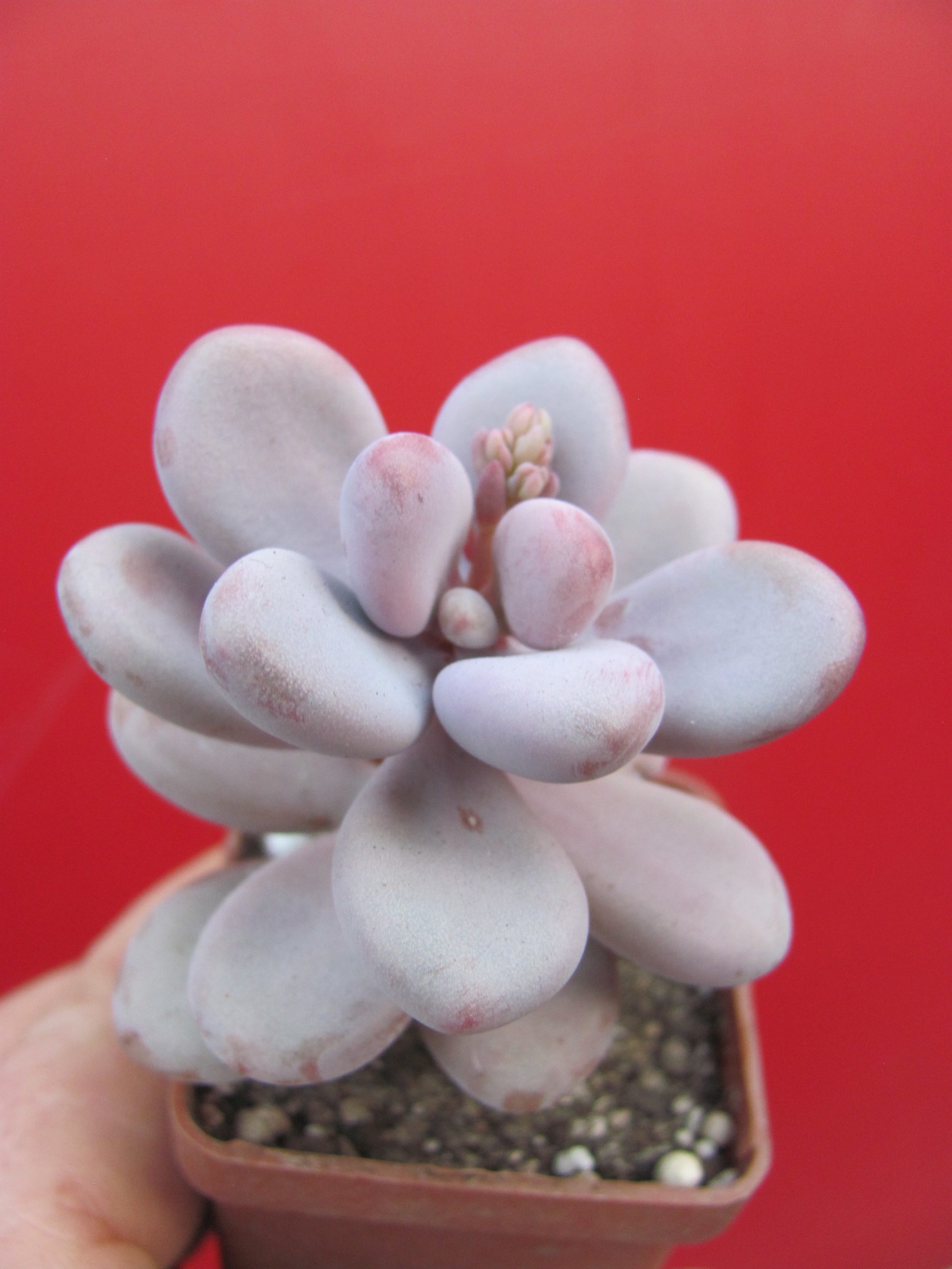 Pachyphytum Pink