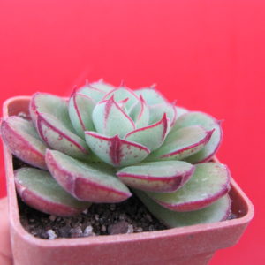 Echeveria   Joan Daniel