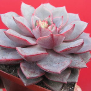 Echeveria  purpusorum  *Blue*