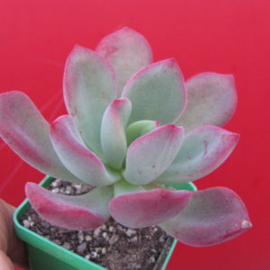 Echeveria pulvinata  Ruby   hybr.