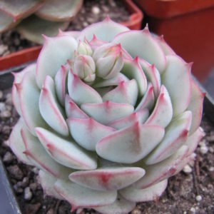 Echeveria  derenbergii  hybr.
