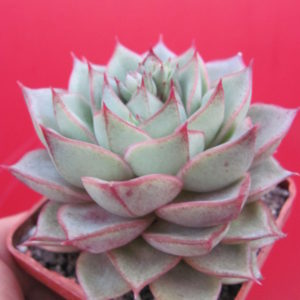 Echeveria   Fabiola