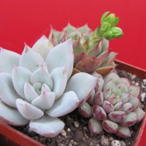 набір  Echeveria