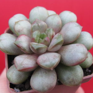 Echeveria   amethorum