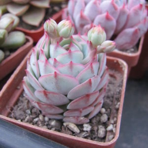 Echeveria derenbergii