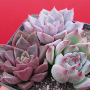 набір   Echeveria