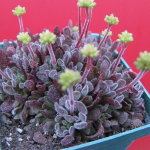 Crassula pubescens