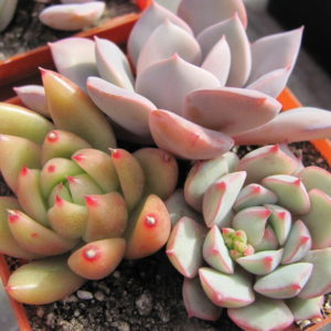 набір Echeveria