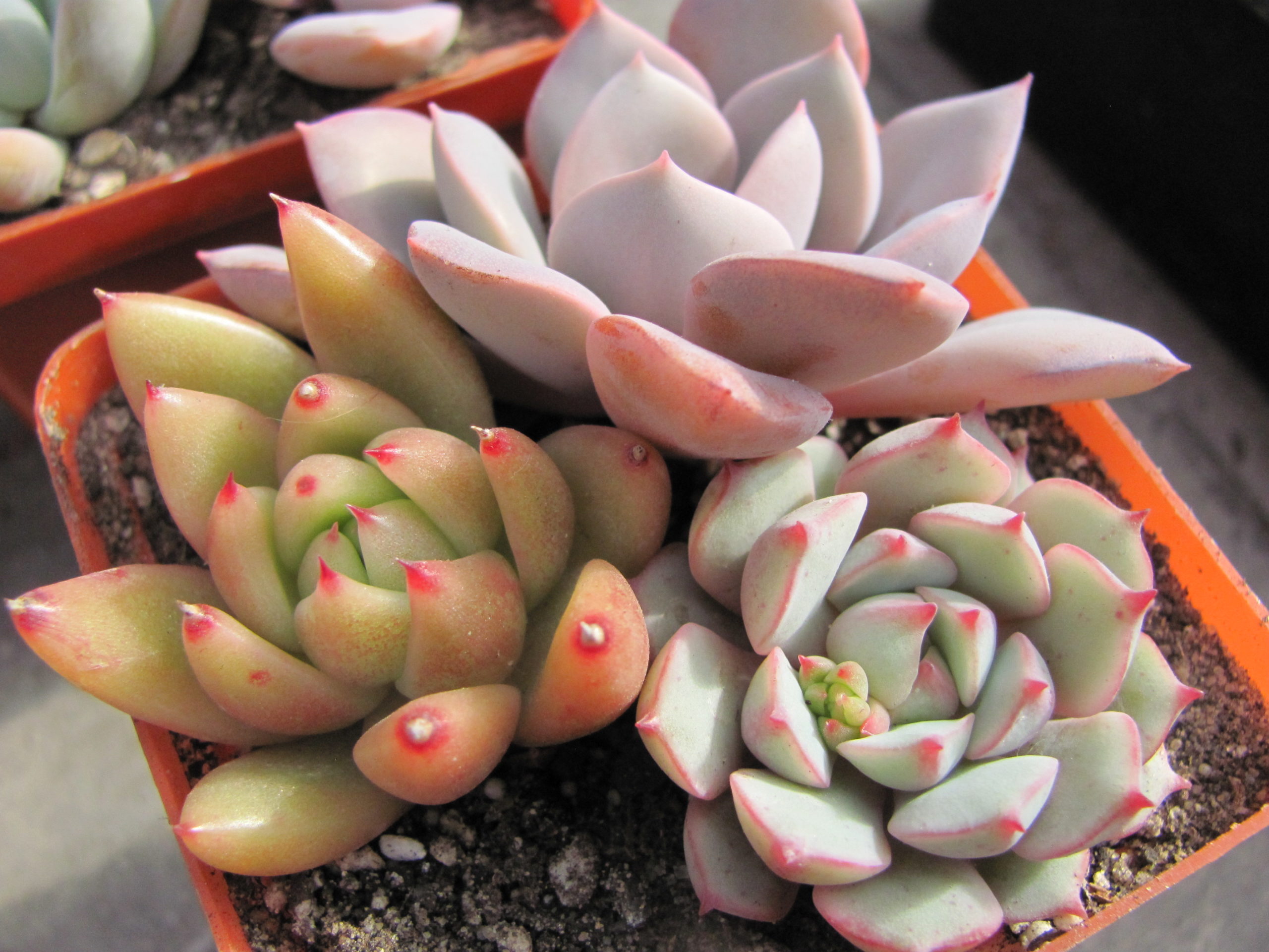 набір Echeveria