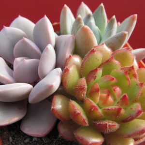набір Echeveria
