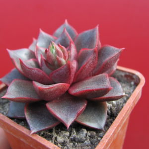 Echeveria  purpusorum Red