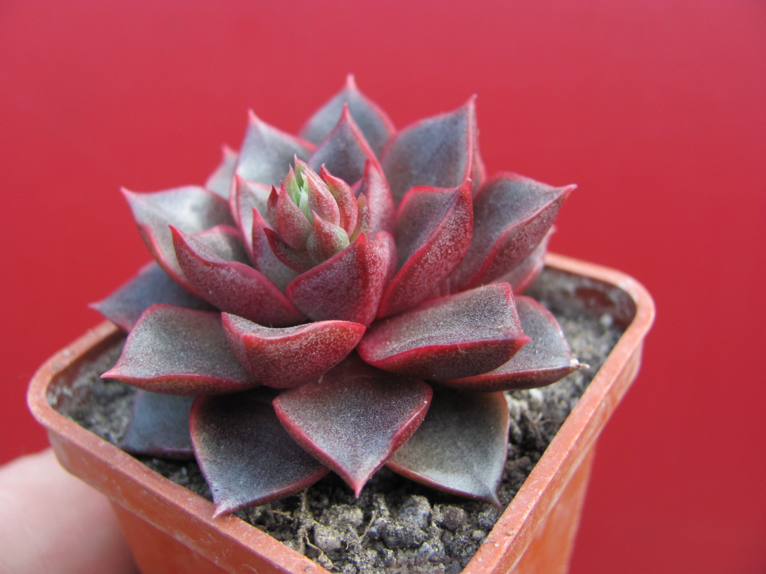 Echeveria  purpusorum Red