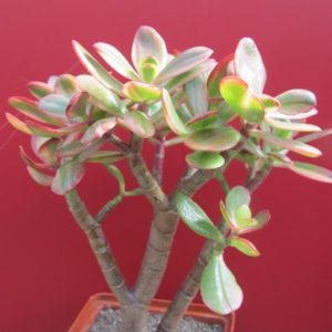Crassula Hummels Sunset variegata
