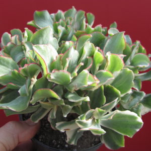 Crassula  Blue Bird variegata