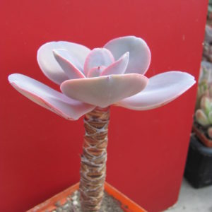 Echeveria hybr.