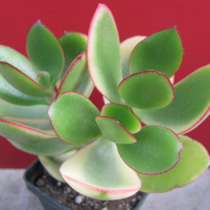 Crassula *Maruba Nishiki*  variegata